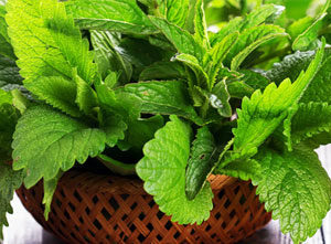 Herbal Extracts Manufacturers Exporters Suppliers in India