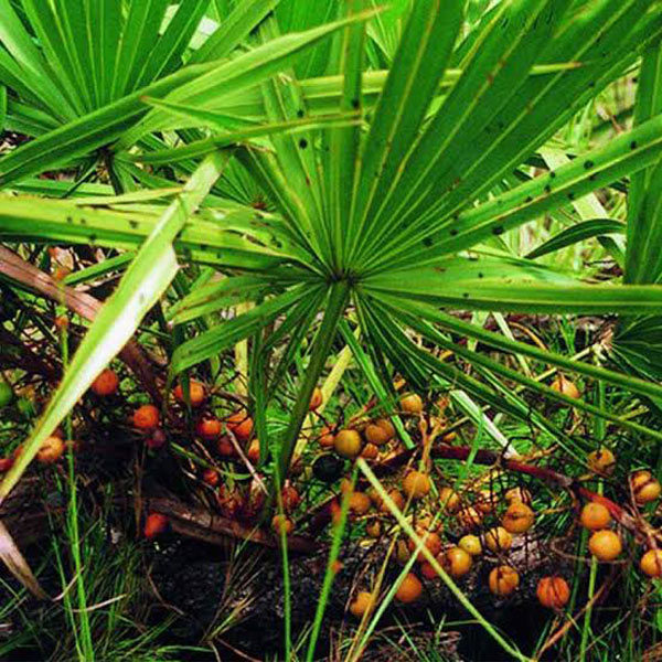 Saw Palmetto Extract Saw Palmetto Extract