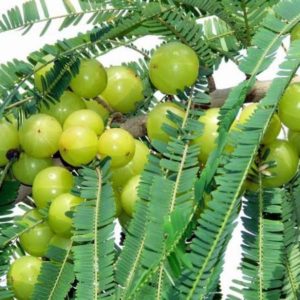 Emblica officinalis fruit manufacturers exporters suppliers in India